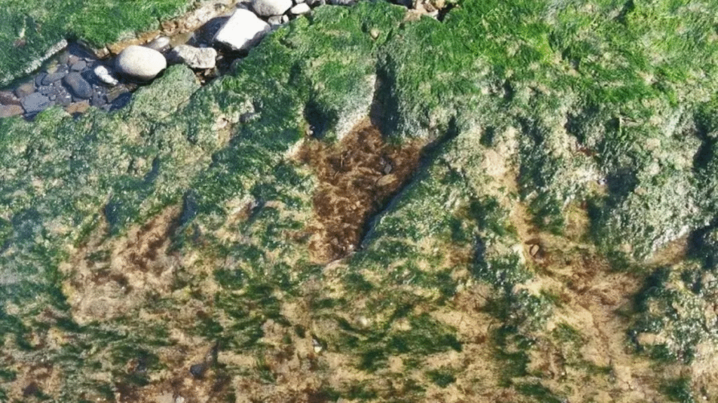 Find Dinosaur Footprints at Staffin Beach