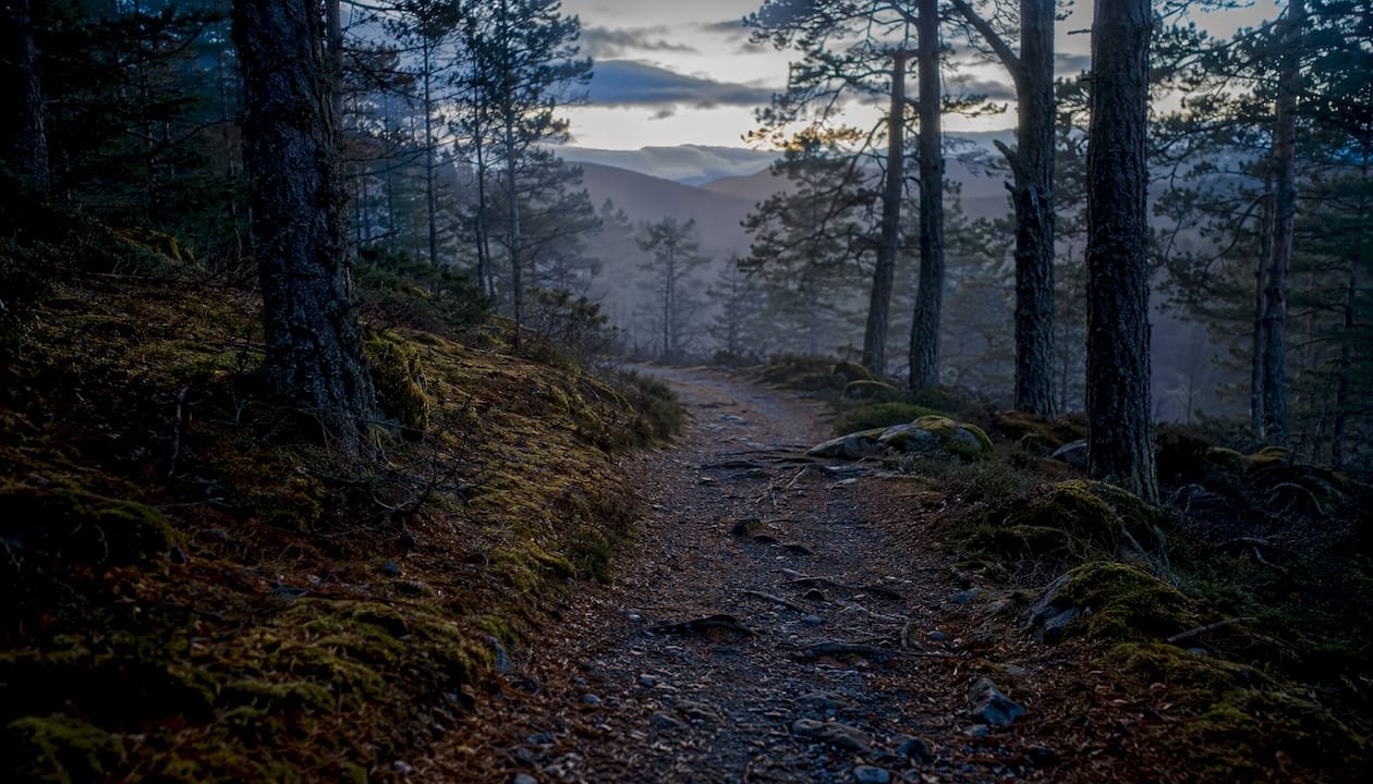 Ancient pinewoods in Glen Affric