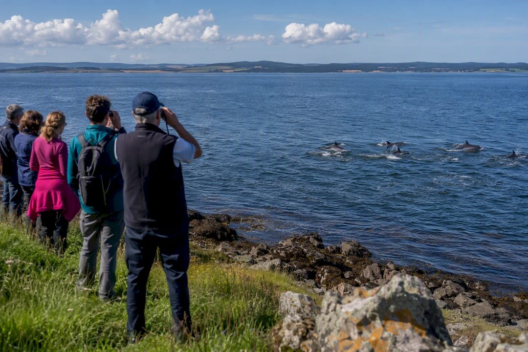 Dolphins swimming near Black Isle shore