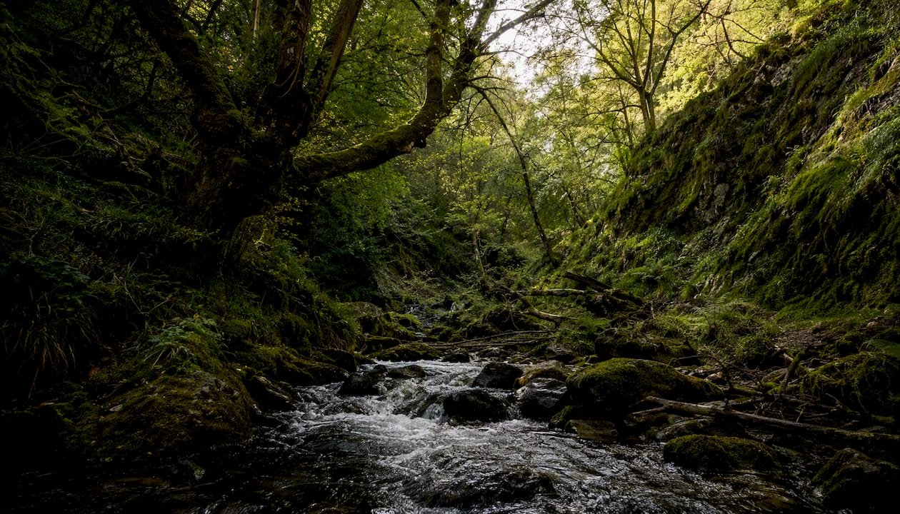 Narrow Highland glen with woodland stream