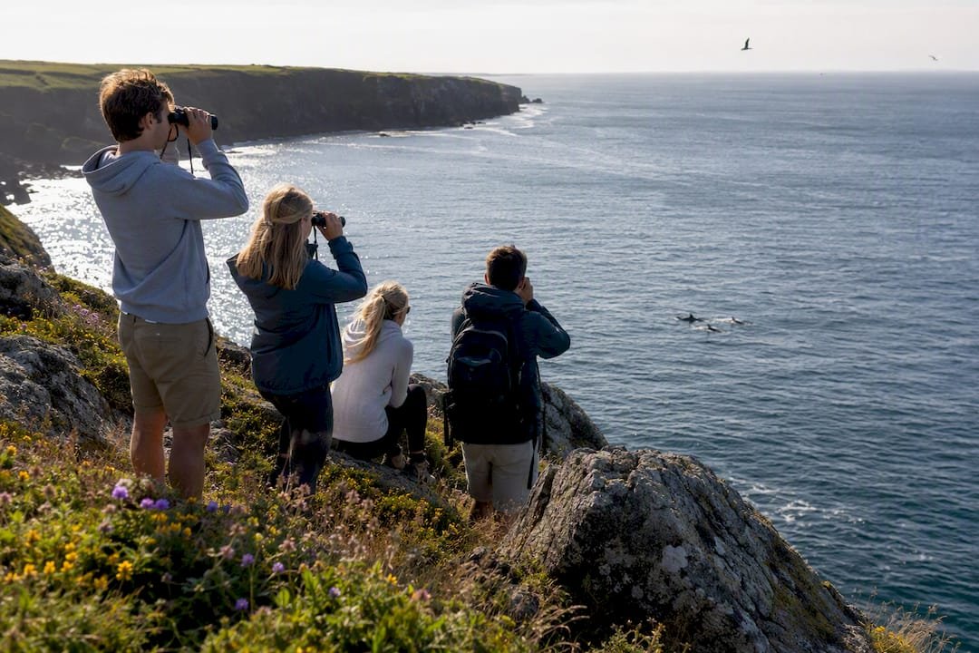 Tourists observing dolphins at rocky shore