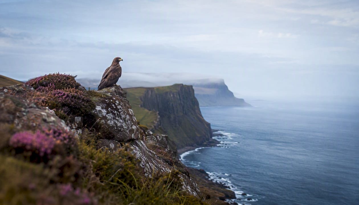 Sea eagle perched on nest on coastal cliff