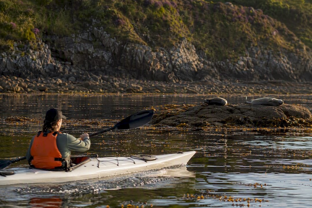 Kayaker paddling near seals on Black Isle shore