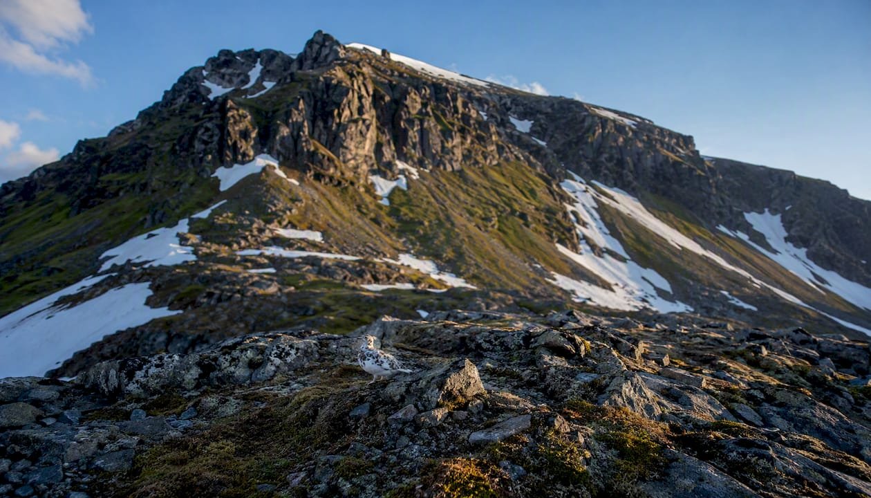 Rugged Scottish mountain summit with snow and ptarmigan