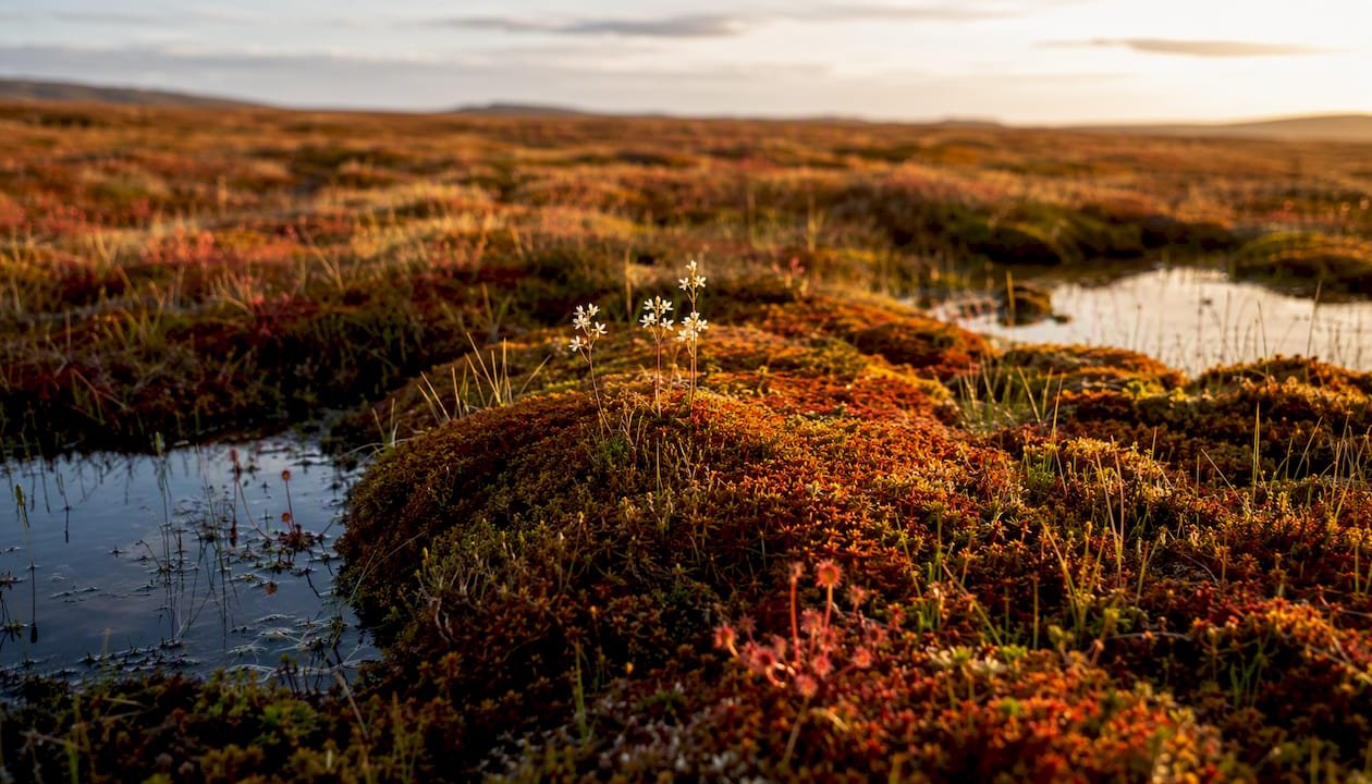 Close-up of vibrant blanket bog with sphagnum moss and pools