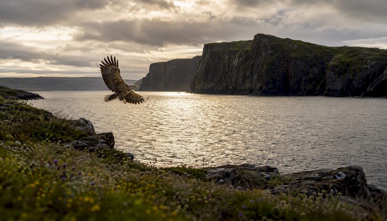 Sea eagle hunting over calm sheltered sea loch