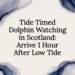Decorative Scottish dolphin watching title card
