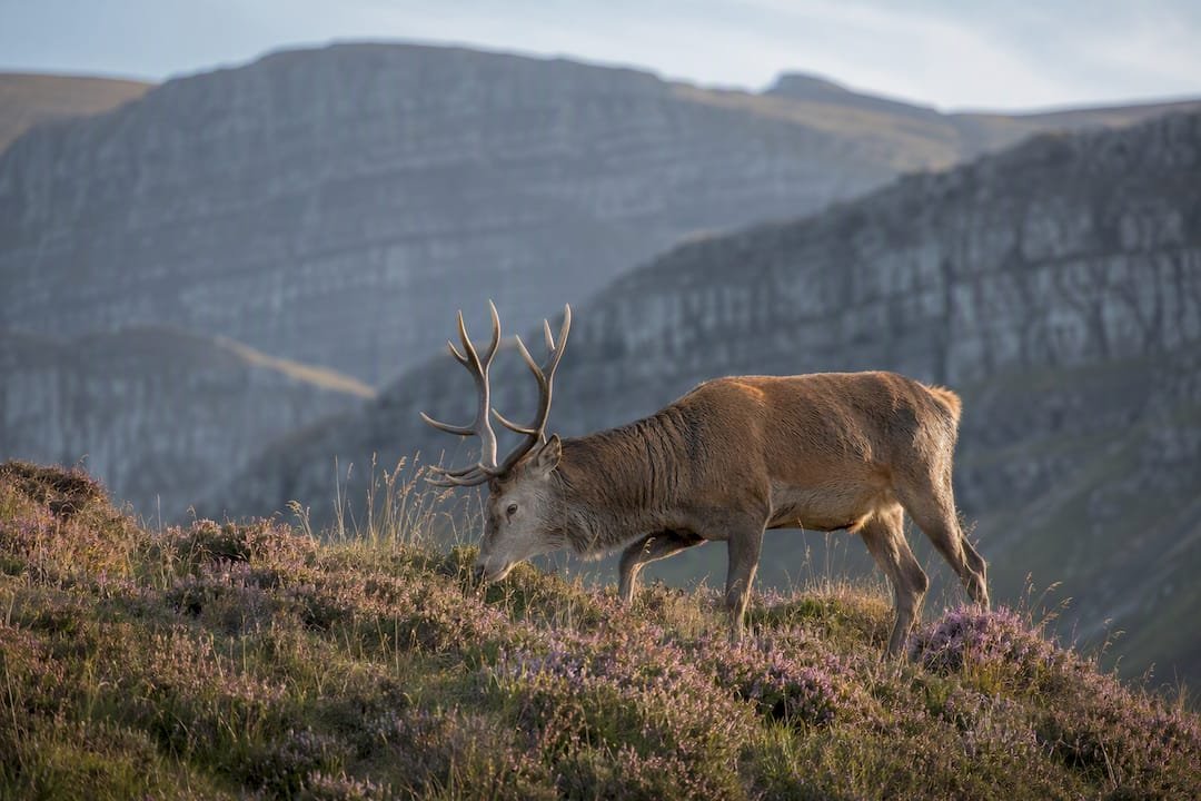 Red deer grazing below Quiraing