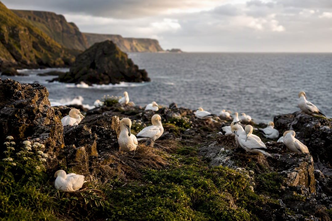 Protected seabirds nesting on Scottish coast