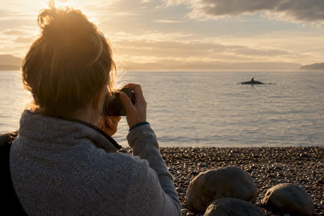 Visitor photographing a backlit dolphin silhouette